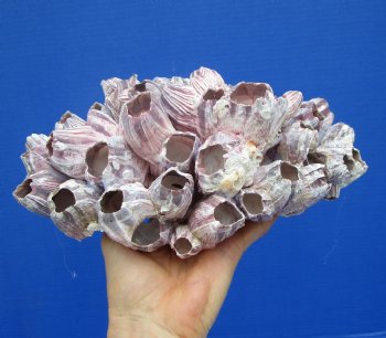 10 inches Large Purple Barnacle Cluster for Sale for $19.99