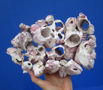 10-1/2 inches Large Purple Barnacle Cluster for Sale for $19.99