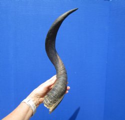 Authentic African Kudu Horn 24-3/4 inches (18-1/2 inches Straight) for $39.99