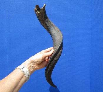 Authentic African Kudu Horn 24-3/4 inches (18-1/2 inches Straight) for $39.99