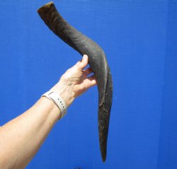 Authentic Kudu Horn from African Greater Kudu 23-1/2 inches (19 inches Straight) for $39.99