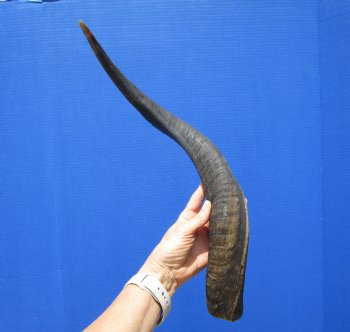 Authentic Kudu Horn from African Greater Kudu 23-1/2 inches (19 inches Straight) for $39.99