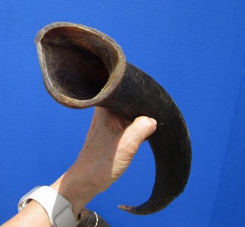 Authentic Kudu Horn from African Greater Kudu 23-1/2 inches (19 inches Straight) for $39.99