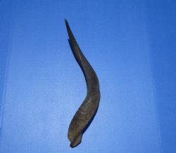 Real African Kudu Horn 23-3/4 inches (18-3/4 inches Straight) for $39.99