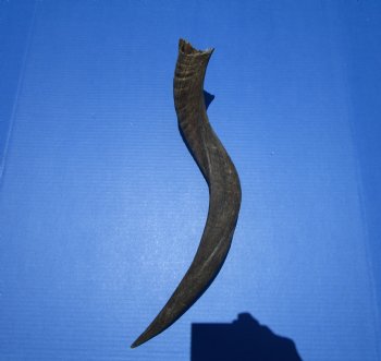 Real African Kudu Horn 23-3/4 inches (18-3/4 inches Straight) for $39.99