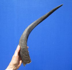 Authentic Kudu Horn 22-1/4 inches (16-1/2 inches Straight) for $39.99