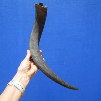 Authentic Kudu Horn 22-1/4 inches (16-1/2 inches Straight) for $39.99