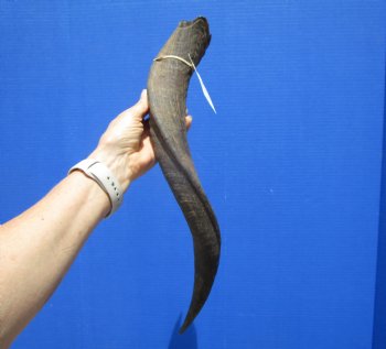 21-3/4 inches Kudu Horn (18 inches Straight) for $39.99