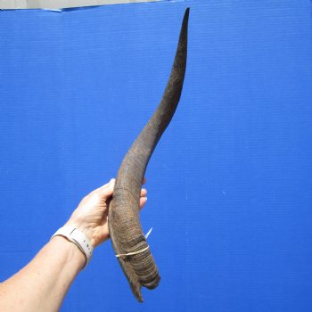 21-3/4 inches Kudu Horn (18 inches Straight) for $39.99