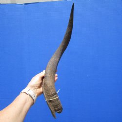 21-3/4 inches Kudu Horn (18 inches Straight) for $39.99