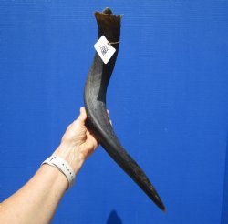 24-1/2 inches Kudu Horn for Sale (19-1/2 inches Straight) for $39.99