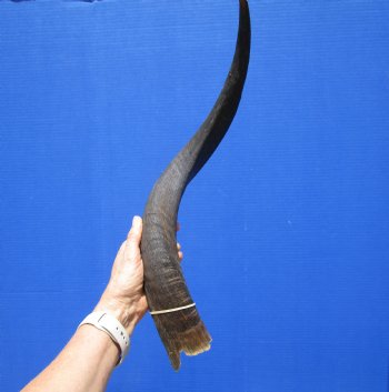 24-1/2 inches Kudu Horn for Sale (19-1/2 inches Straight) for $39.99