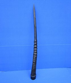 31 inches <font color=red> Polished</font> African Gemsbok Horn , Oryx horn for $44.99