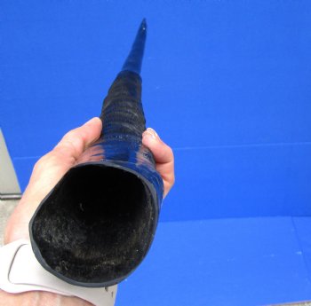 31 inches <font color=red> Polished</font> African Gemsbok Horn , Oryx horn for $44.99