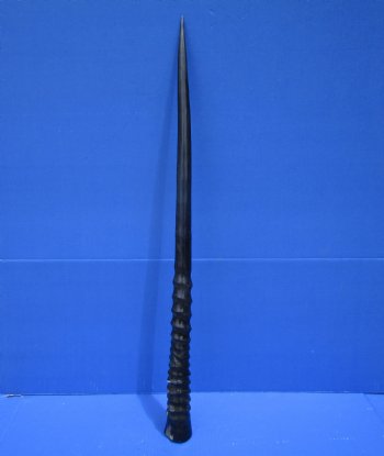 32 inches <font color=red> Polished</font> African Gemsbok , Oryx horn for $44.99