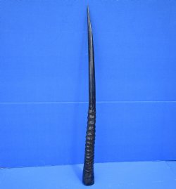 29-1/2 inches <font color=red> Polished</font> African Gemsbok Horn for Sale for $44.99