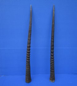Two African Gemsbok Horns, Oryx Horns 30-1/2 inches for $30.00 each