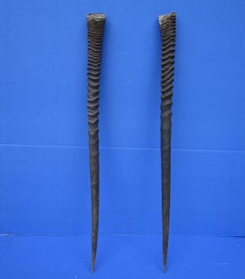 Two African Gemsbok Horns, Oryx Horns 30-1/2 inches for $30.00 each