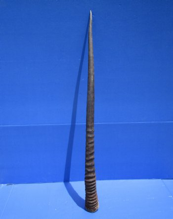 34-1/2 inches Large African Gemsbok Horn, Oryx Horn for $33.99