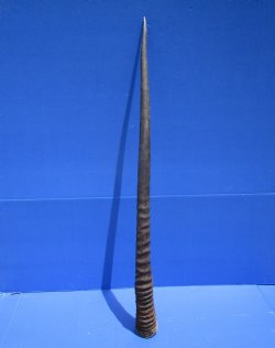 34-1/2 inches Large African Gemsbok Horn, Oryx Horn for $33.99
