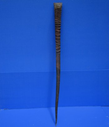 34-1/2 inches Large African Gemsbok Horn, Oryx Horn for $33.99