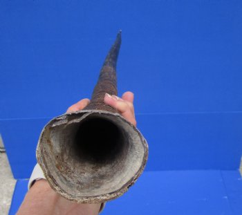 34-1/2 inches Large African Gemsbok Horn, Oryx Horn for $33.99