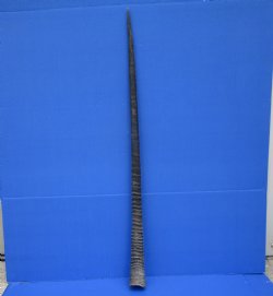 36 inches Authentic Large Gemsbok Horn for Sale, Oryx Horn for $33.99