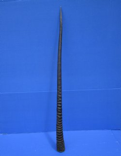 36 inches Large Gemsbok Horn, Oryx Horn for $33.99