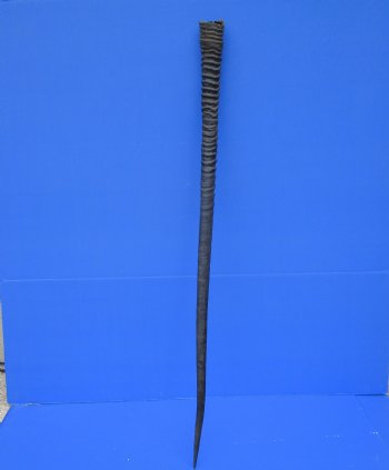 36 inches Large Gemsbok Horn, Oryx Horn for $33.99