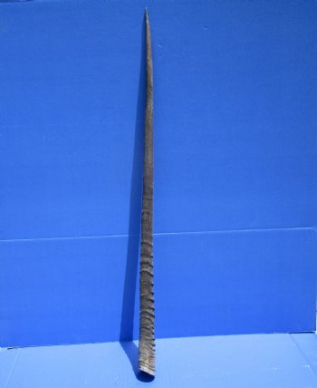 36 inches Authentic Large Gemsbok Horn for Sale, Oryx Horn for $33.99