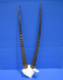 Gemsbok Skull Plate with 32-1/2 and 33-1/2 inches Horns for $79.99
