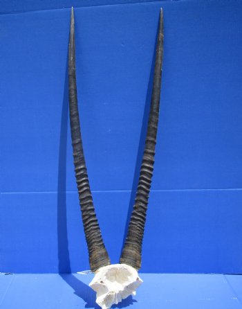 Gemsbok Skull Plate with 32-1/2 and 33-1/2 inches Horns for $79.99