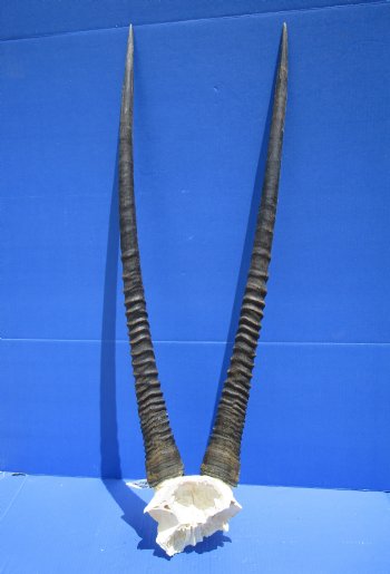 Gemsbok Skull Plate with 32-1/2 and 33-1/2 inches Horns for $79.99