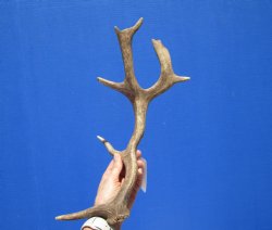 Authentic Fallow Deer Antler Shed 14-3/4 inches Tall, 7 inches Wide for $31.99