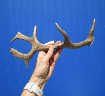 Authentic Fallow Deer Antler Shed 14-3/4 inches Tall, 7 inches Wide for $29.99