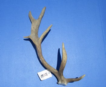 Authentic Fallow Deer Antler Shed 17-3/4 inches Tall, 7-1/4 inches Wide for $29.99