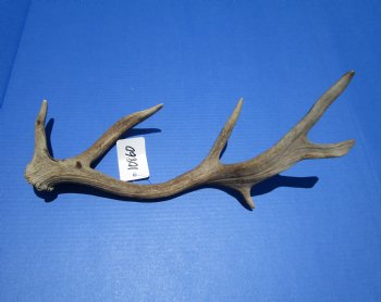 Authentic Fallow Deer Antler Shed 17-3/4 inches Tall, 7-1/4 inches Wide for $29.99