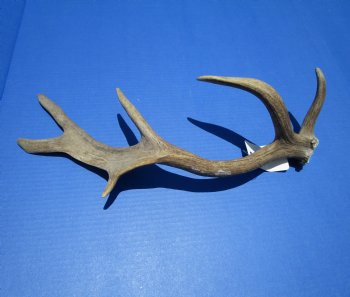 Authentic Fallow Deer Antler Shed 17-3/4 inches Tall, 7-1/4 inches Wide for $29.99