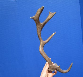 Single Fallow Deer Antler for Sale 18-1/2 Inches Tall, 7-1/4 inches Wide for $29.99