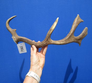 Single Fallow Deer Antler for Sale 18-1/2 Inches Tall, 7-1/4 inches Wide for $29.99