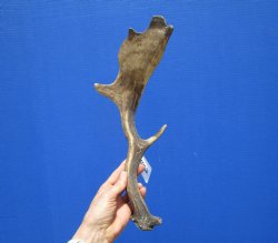 Single Fallow Deer Antler for Sale 14-1/2 Inches Tall, 6 inches Wide for $31.99