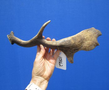 Single Fallow Deer Antler for Sale 14-1/2 Inches Tall, 6 inches Wide for $29.99