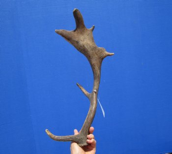 Fallow Deer Antler for Sale 17-1/4 Inches Tall, 8-1/2 inches Wide for $29.99