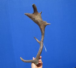 Fallow Deer Antler for Sale 17-1/4 Inches Tall, 8-1/2 inches Wide for $31.99