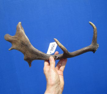 Fallow Deer Antler for Sale 17-1/4 Inches Tall, 8-1/2 inches Wide for $29.99