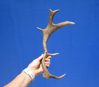 Fallow Deer Antler for Sale 14-1/2 inches Tall, 8 inches Wide for $29.99