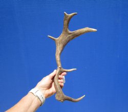Fallow Deer Antler for Sale 14-1/2 inches Tall, 8 inches Wide for $31.99