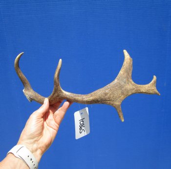 Fallow Deer Antler for Sale 14-1/2 inches Tall, 8 inches Wide for $29.99