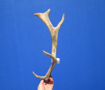 Real Fallow Deer Antler from South Africa 15-1/4 Inches Tall, 6-1/2 inches Wide for $29.99