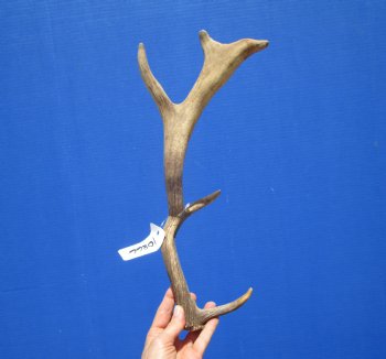 Real Fallow Deer Antler from South Africa 15-1/4 Inches Tall, 6-1/2 inches Wide for $29.99